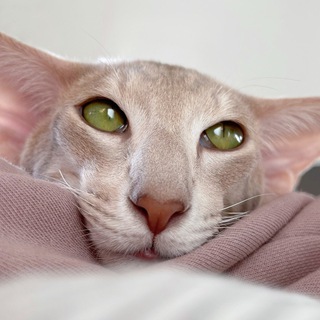 Логотип Телеграм канала . Бесплатная аналитика Telegram каналов