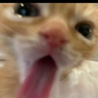 Логотип Телеграм канала Fuck This Post. Бесплатная аналитика Telegram каналов