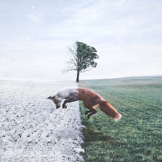 Логотип Телеграм канала . Бесплатная аналитика Telegram каналов