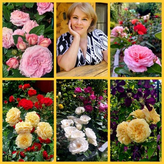 Логотип Телеграм канала . Бесплатная аналитика Telegram каналов