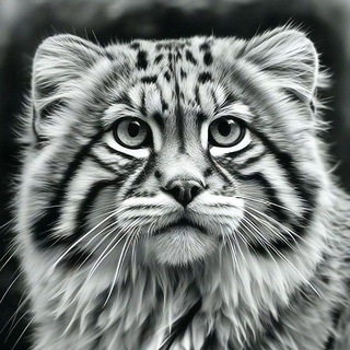 Telegram Channel logo manulworld. Free Telegram Channel Analytics