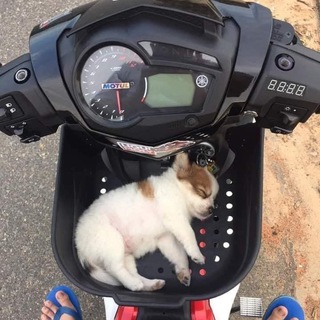 Telegram Channel logo dostavkapets. Free Telegram Channel Analytics