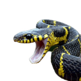 Telegram Channel logo +mSmuLz64itdiNmUy. Free Telegram Channel Analytics