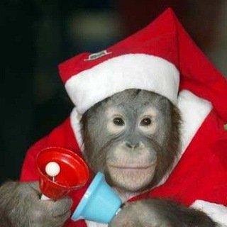 Telegram Channel logo dailymonkeys. Free Telegram Channel Analytics