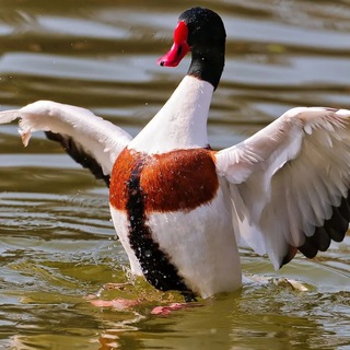 Логотип Телеграм канала . Бесплатная аналитика Telegram каналов