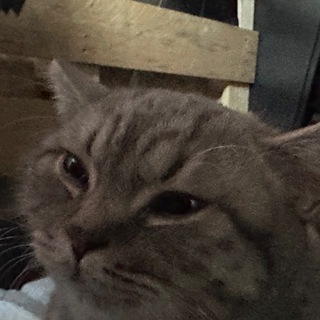 Логотип Телеграм канала . Бесплатная аналитика Telegram каналов