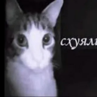 Логотип Телеграм канала . Бесплатная аналитика Telegram каналов