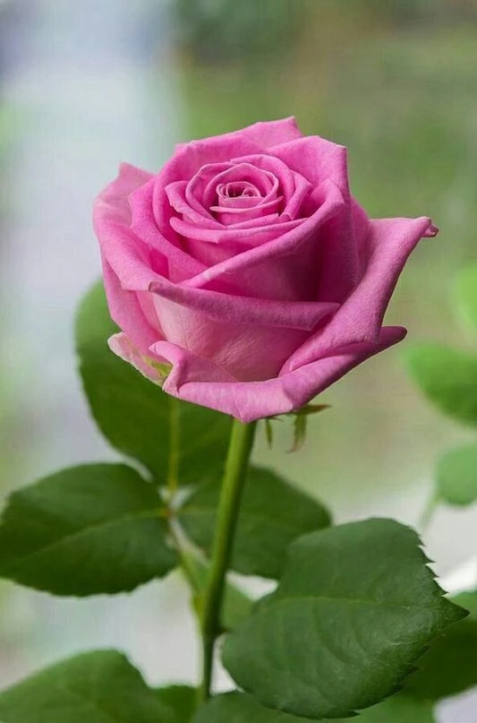 Telegram Channel logo myfavoriteflowers. Free Telegram Channel Analytics