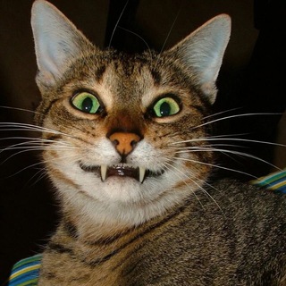 Telegram Channel logo votetoprikol90. Free Telegram Channel Analytics