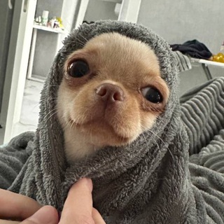 Логотип Телеграм канала . Бесплатная аналитика Telegram каналов