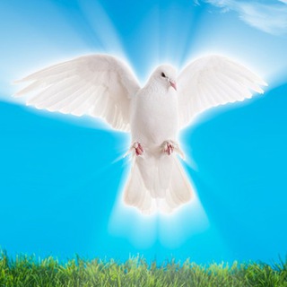 Логотип Телеграм канала . Бесплатная аналитика Telegram каналов