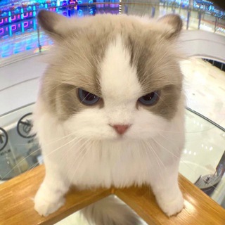 Telegram Channel logo spb_cathub. Free Telegram Channel Analytics