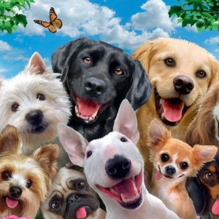 Логотип Телеграм канала Собаки etc. Бесплатная аналитика Telegram каналов