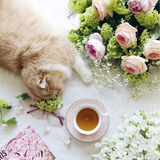 Telegram Channel logo glotokdlyadushi. Free Telegram Channel Analytics