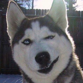 Telegram Channel logo Zoo_HUB. Free Telegram Channel Analytics