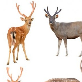 Логотип Телеграм канала random (рандом). Бесплатная аналитика Telegram каналов