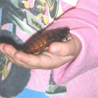 Логотип Телеграм канала . Бесплатная аналитика Telegram каналов