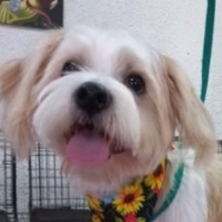 Логотип Телеграм канала Америка.Новости. Войн. Бесплатная аналитика Telegram каналов