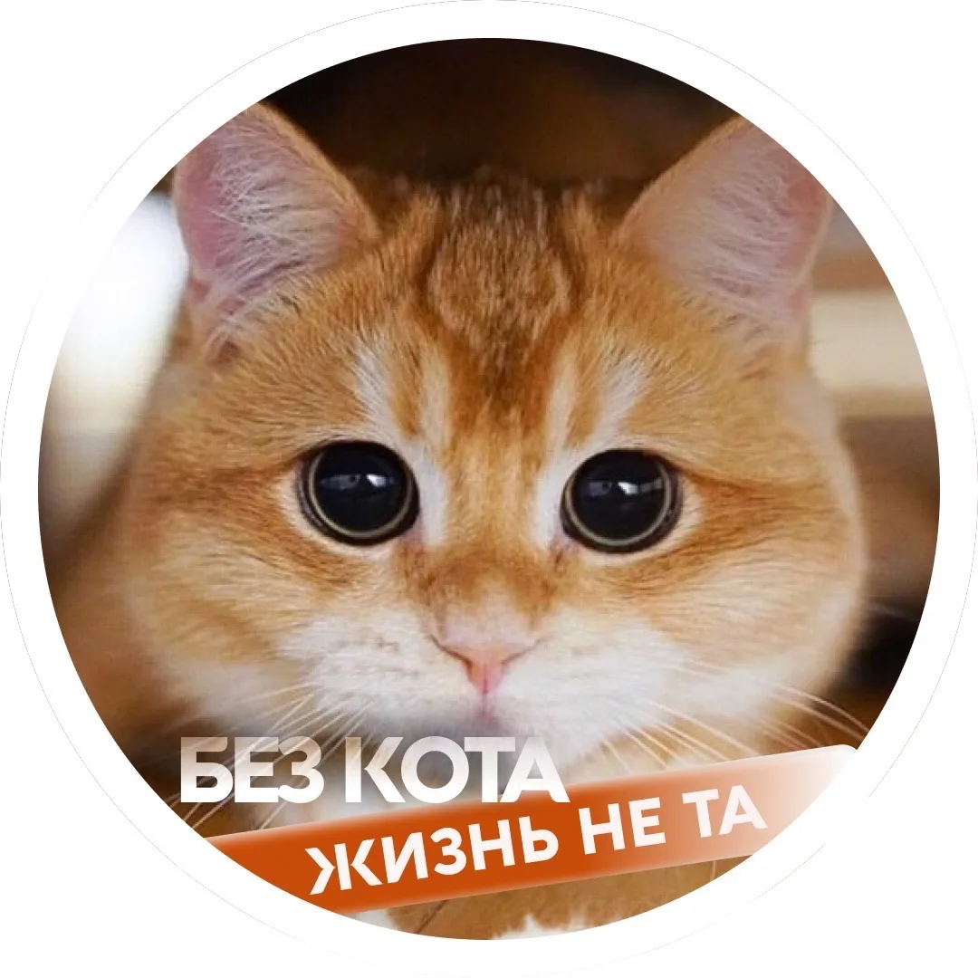 Telegram Channel logo kotik_life. Free Telegram Channel Analytics