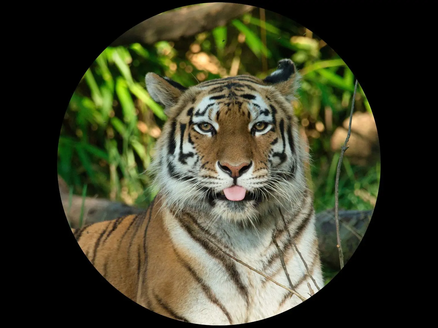 Telegram Channel logo amazing_fauna. Free Telegram Channel Analytics