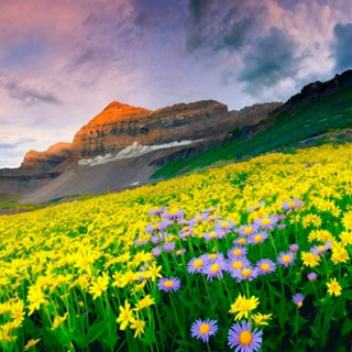 Telegram Channel logo velikodolinskoee. Free Telegram Channel Analytics