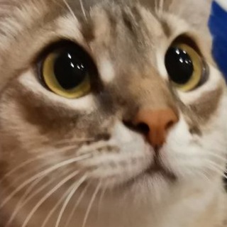 Логотип Телеграм канала skin_kota. Бесплатная аналитика Telegram каналов