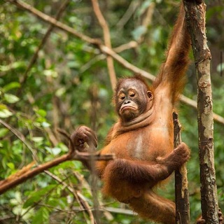 Логотип Телеграм канала . Бесплатная аналитика Telegram каналов