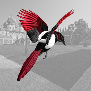 Telegram Channel logo tich_soroka. Free Telegram Channel Analytics