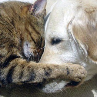 Логотип Телеграм канала GivotnyeKRK75. Бесплатная аналитика Telegram каналов