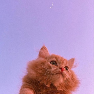 Telegram Channel logo mimi_cuteee. Free Telegram Channel Analytics