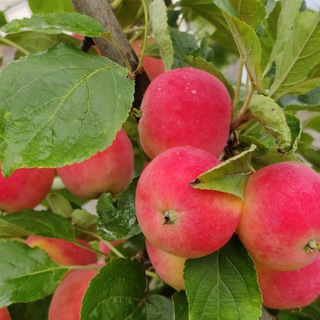 Telegram Channel logo uagronom. Free Telegram Channel Analytics