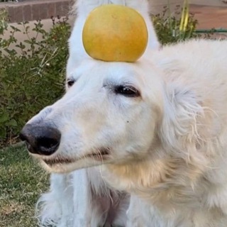 Логотип Телеграм канала borzoilov. Бесплатная аналитика Telegram каналов