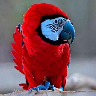 Telegram Channel logo . Free Telegram Channel Analytics