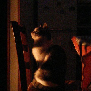 Telegram Channel logo Gatti rotti. Free Telegram Channel Analytics