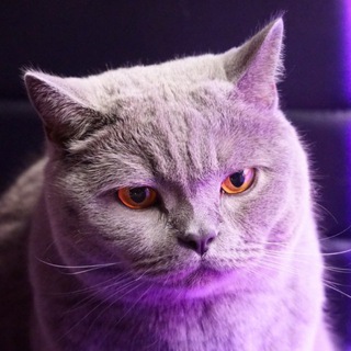 Логотип Телеграм канала catmoderne. Бесплатная аналитика Telegram каналов