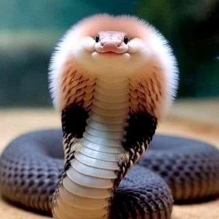 Логотип Телеграм канала Щепоткины (Щепотка юмора). Бесплатная аналитика Telegram каналов