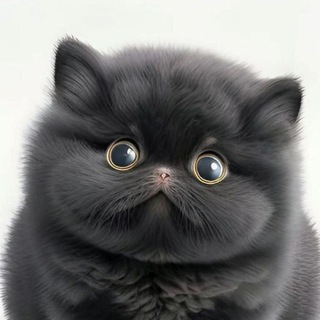 Telegram Channel logo fatfurcat. Free Telegram Channel Analytics