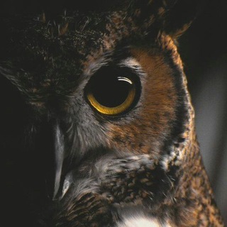 Логотип Телеграм канала +1 умная мысль - Цитаты. Бесплатная аналитика Telegram каналов