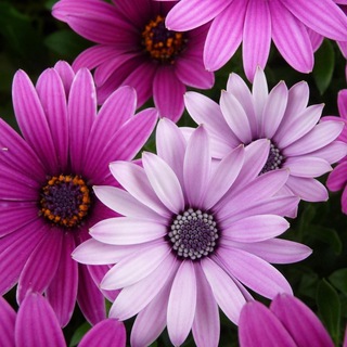 Telegram Channel logo cvetochki_like. Free Telegram Channel Analytics