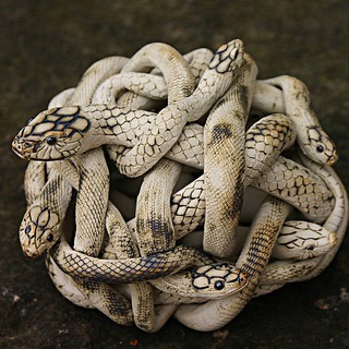 Логотип Телеграм канала . Бесплатная аналитика Telegram каналов