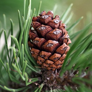 Telegram Channel logo russiatrips. Free Telegram Channel Analytics