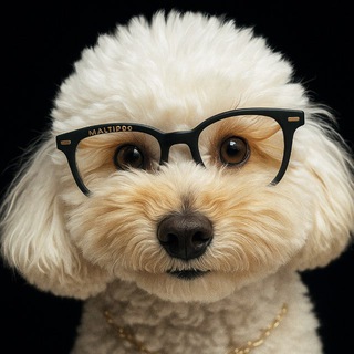 Логотип Телеграм канала maltipoochat. Бесплатная аналитика Telegram каналов