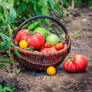 Telegram Channel logo dachnii_uchastok. Free Telegram Channel Analytics