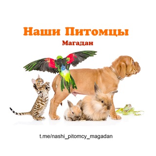 Telegram Channel logo nashi_pitomcy_magadan. Free Telegram Channel Analytics