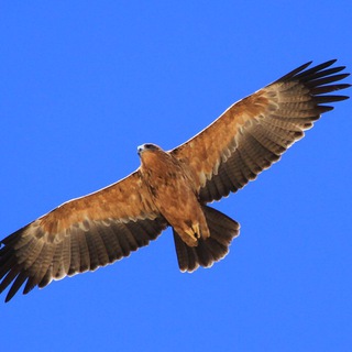 Логотип Телеграм канала novorlov. Бесплатная аналитика Telegram каналов