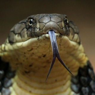 Логотип Телеграм канала дикая природа и животные. Бесплатная аналитика Telegram каналов