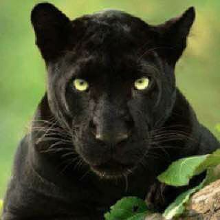 Логотип Телеграм канала . Бесплатная аналитика Telegram каналов