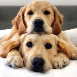 Telegram Channel logo Lavr_Vet_Servis. Free Telegram Channel Analytics