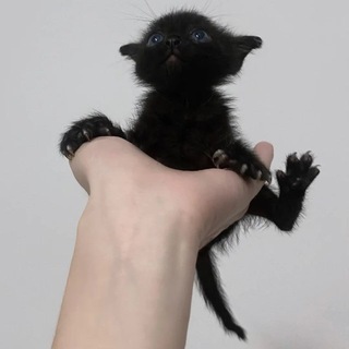 Логотип Телеграм канала . Бесплатная аналитика Telegram каналов