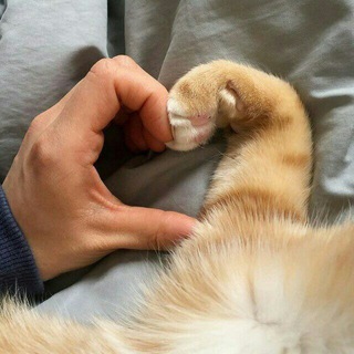 Telegram Channel logo cat_7777. Free Telegram Channel Analytics